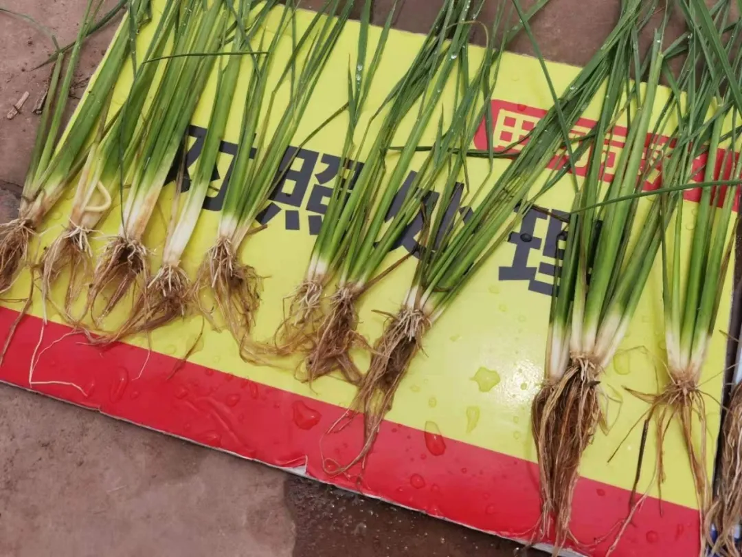 新洋丰 农资秀：“半路出家”种出绿色水稻