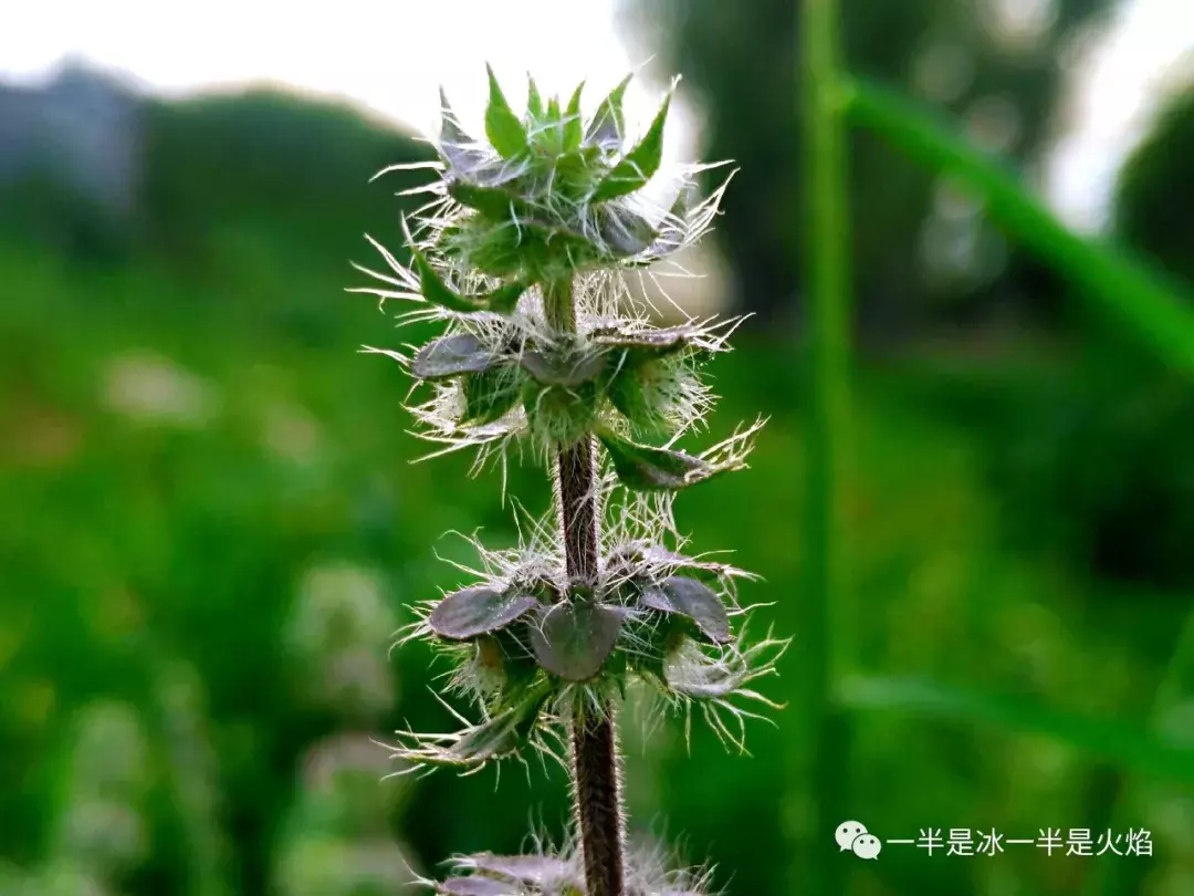 散文诗：寻一场清欢过夏天-第2张图片-诗句网