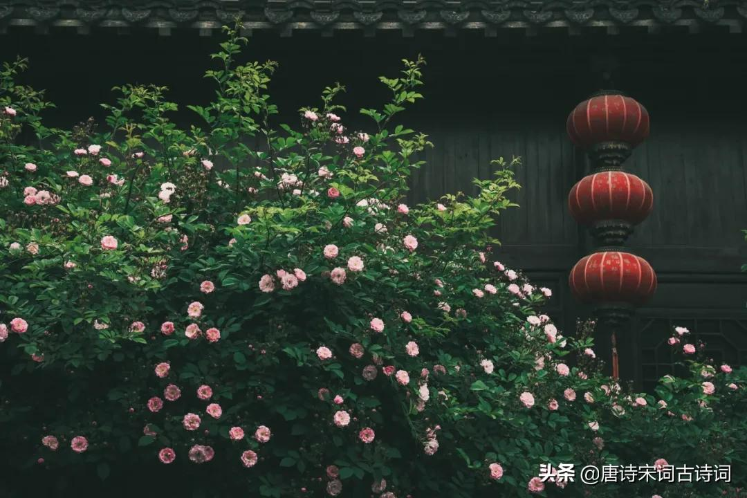 夏天的花儿-第2张图片-非凡网 夏天的花儿-第2张图片-非凡网