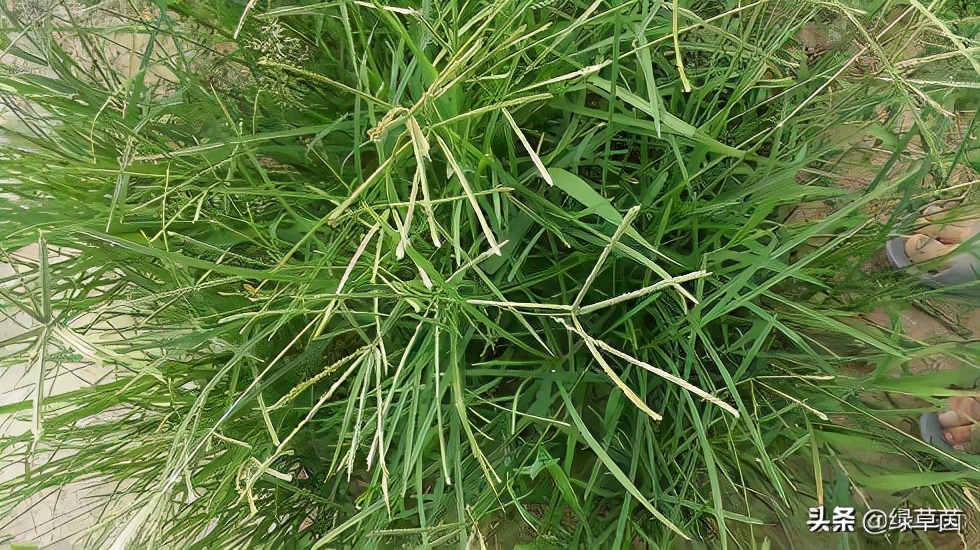 星星草，农村常见“野草”，其实是一种优质牧草，禽畜喜食