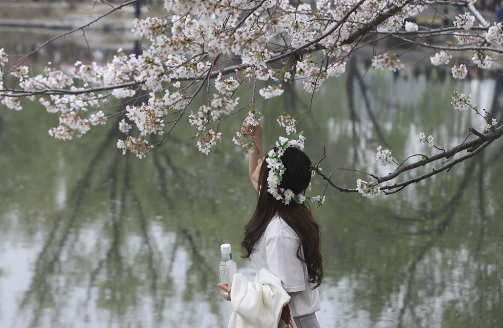 Yang Ying basks in oriental cherry to be patted oneself, pool of Beijing jade deep is admired cherry main forces is crowded explode, or curtilage the Yun Shangying in the home