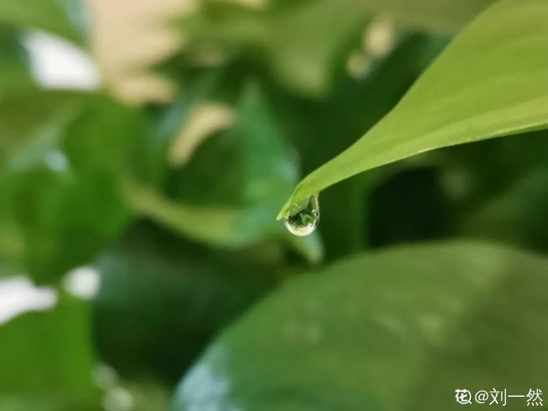 10種“臟臟”花，愛干凈的人別養，會招蟲子