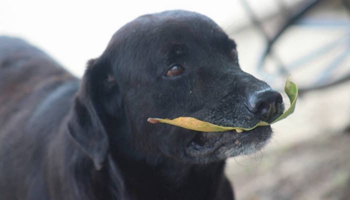 黑色流浪狗，嘴里叼着树叶去买东西？