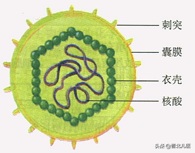 农乐生物 疫情来袭,来了解一下微生物!