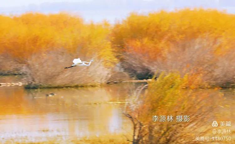 寒烟轻笼，白鹤戏水，民勤石羊河国家湿地公园宛如仙境一般