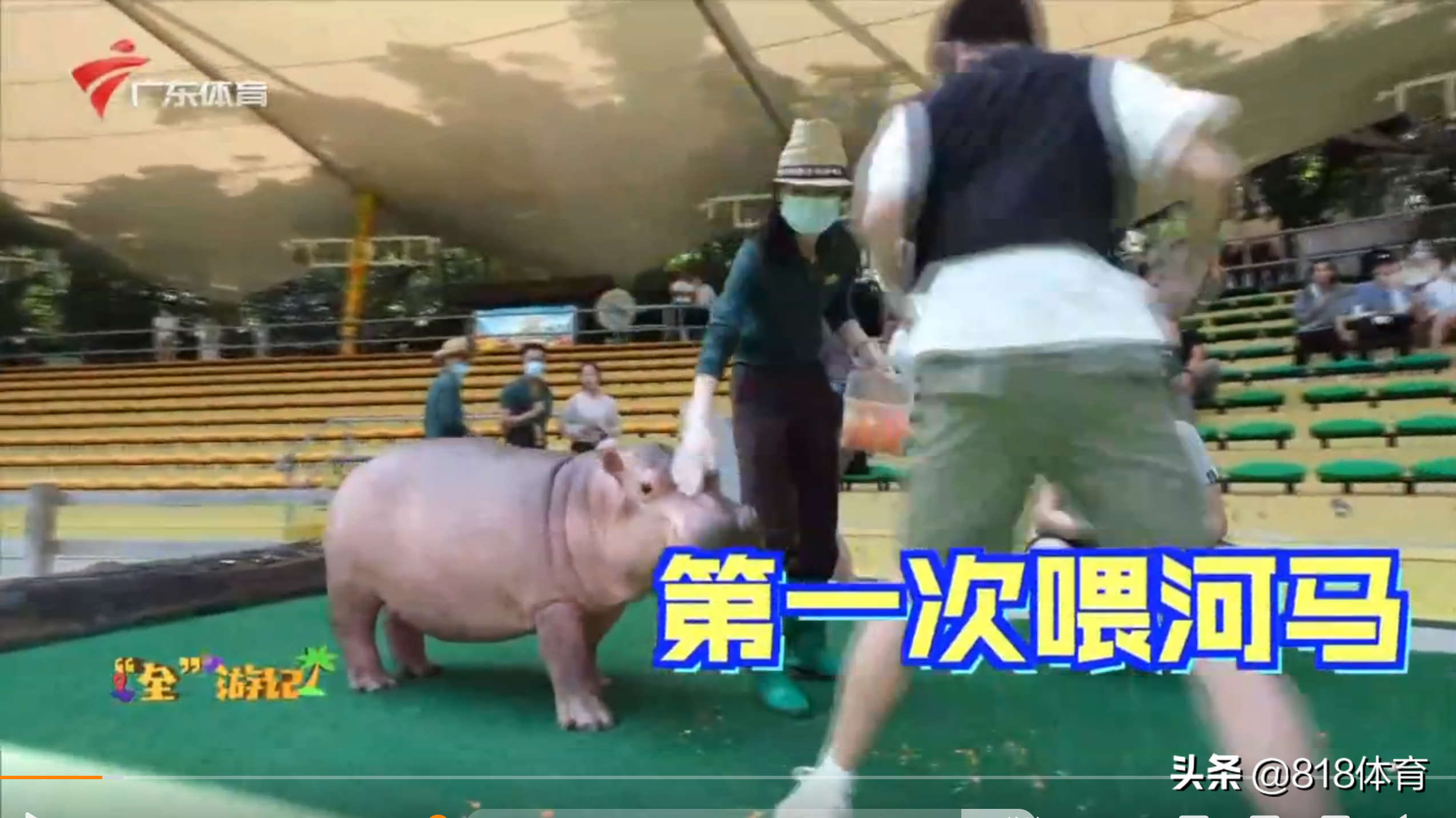 笑喷！全红婵喂大河马吃胡萝卜吓得一抖，给小河马洗澡搓泡泡萌翻