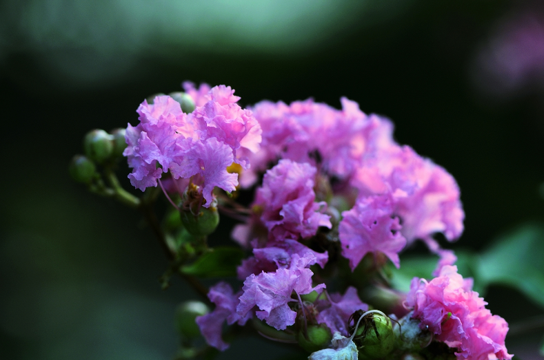 有关紫薇花的诗词，“醉”是迷人美如画-第18张图片-诗句网