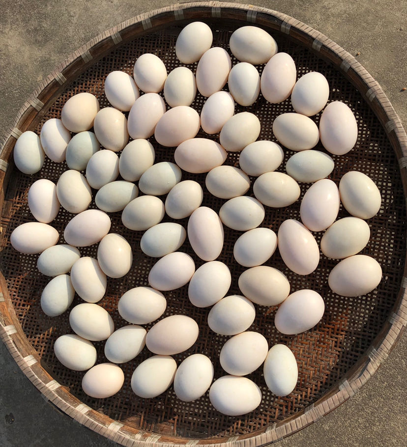 5种常见蛋类，哪一种营养含量更高？别再吃错了