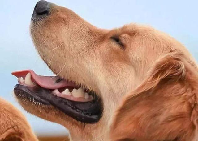 原来养狗有这10大“福利”，怪不得养的人多，我也想养一只