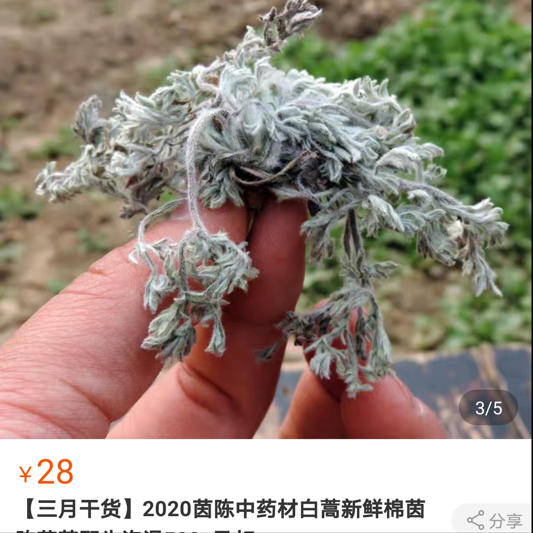 茵陈，极具开发价值的农村植物，被放错的资源，惨被当做杂草！