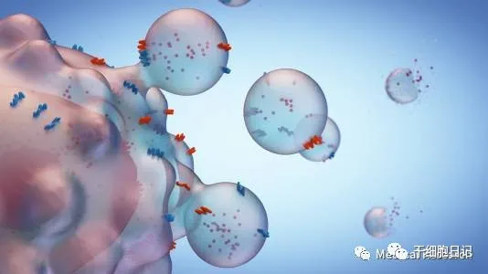 “外泌体”已成为医药生物技术领域一大研究热点