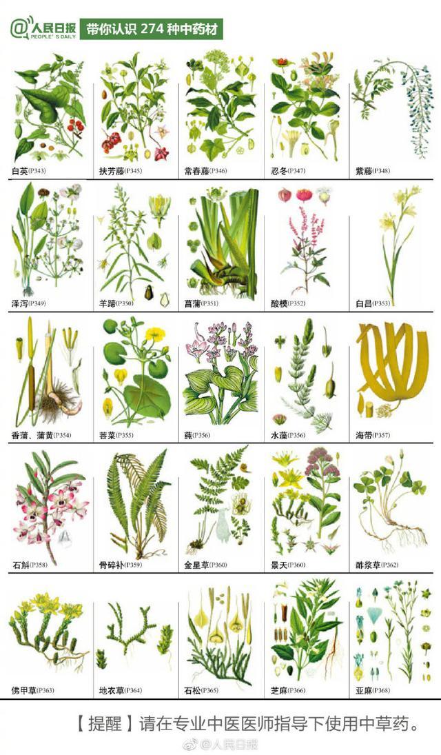 274种中草药材手绘图，值得认识收藏！