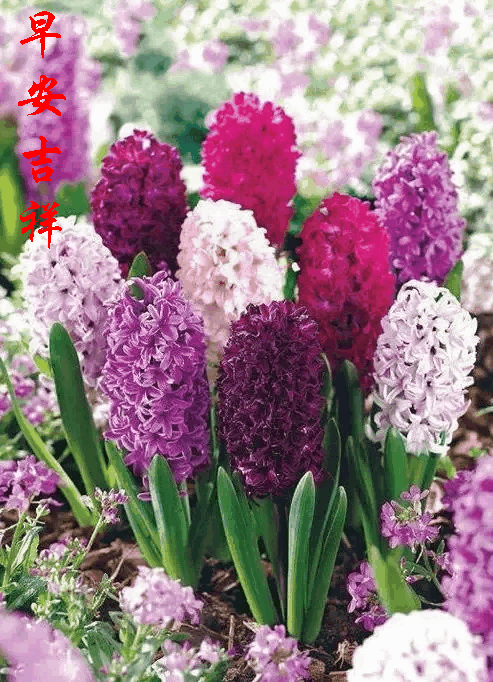早上好动态图片带字和鲜花 早上好图片大全图片
