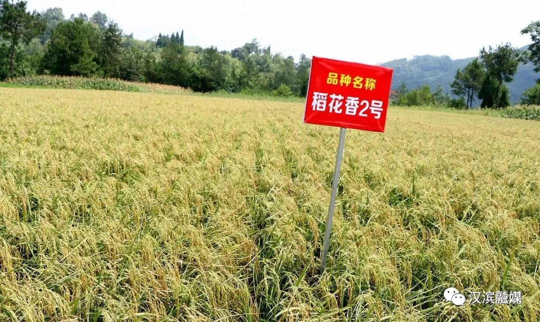 超级赞!汉滨这些农产品被评为全国名特优产品!