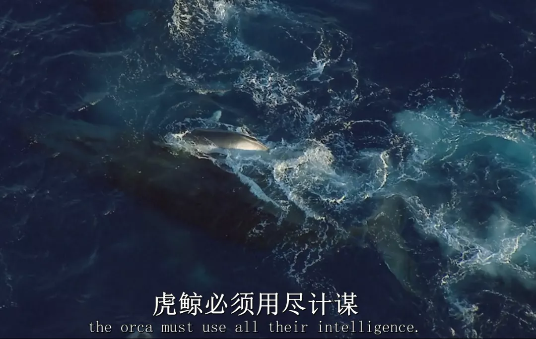 讲真,自然界中的“弱肉强食”是经常发生的事吗?