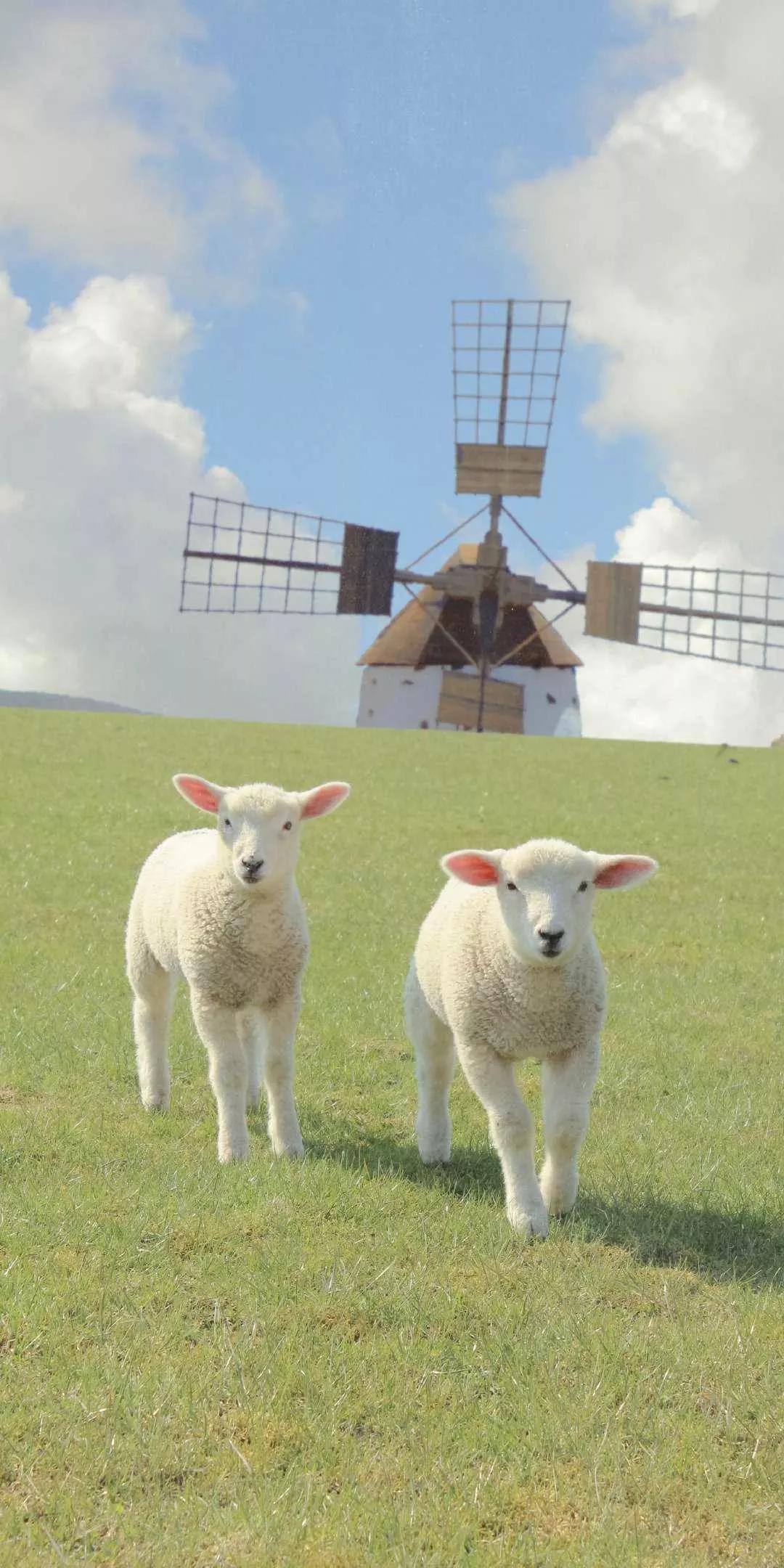 可愛的動物壁紙 動物篇 好笑的湯姆 Mdeditor