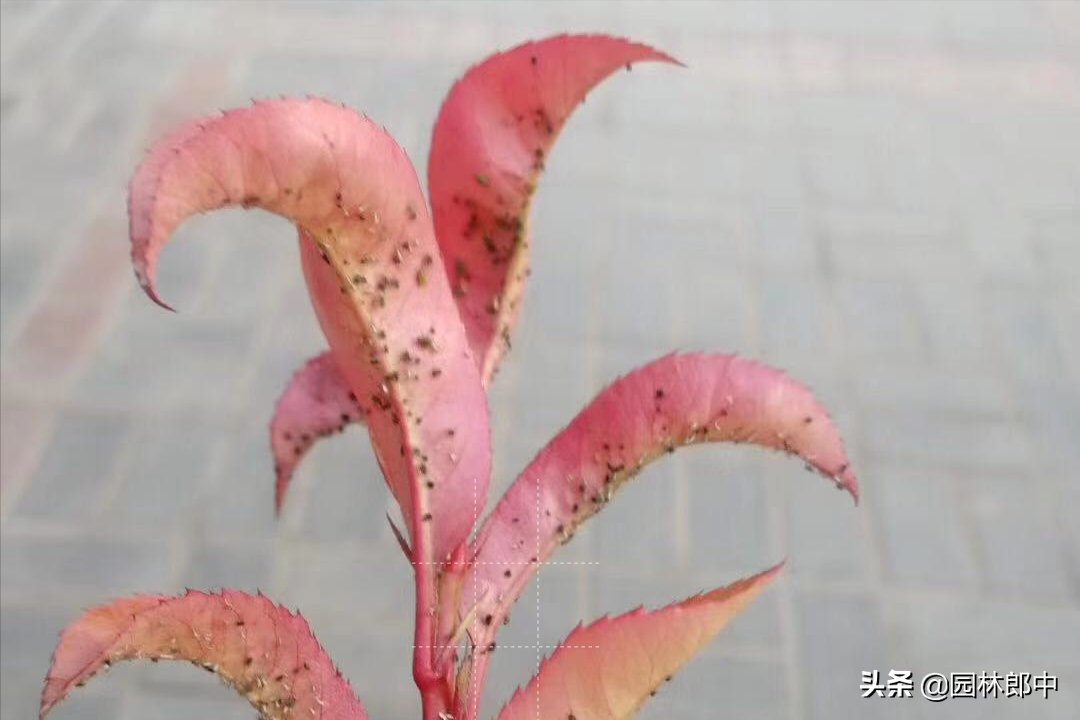 早春时节，蚜虫防治正当时！莫粗心，错过了最佳防治时期-第1张图片-农百科