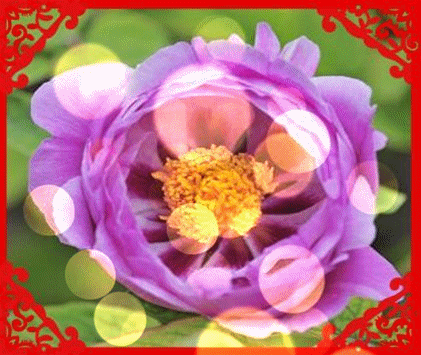 十一|今天正月十一一心一意的祝福 送给群里每一位朋友打开看看吧