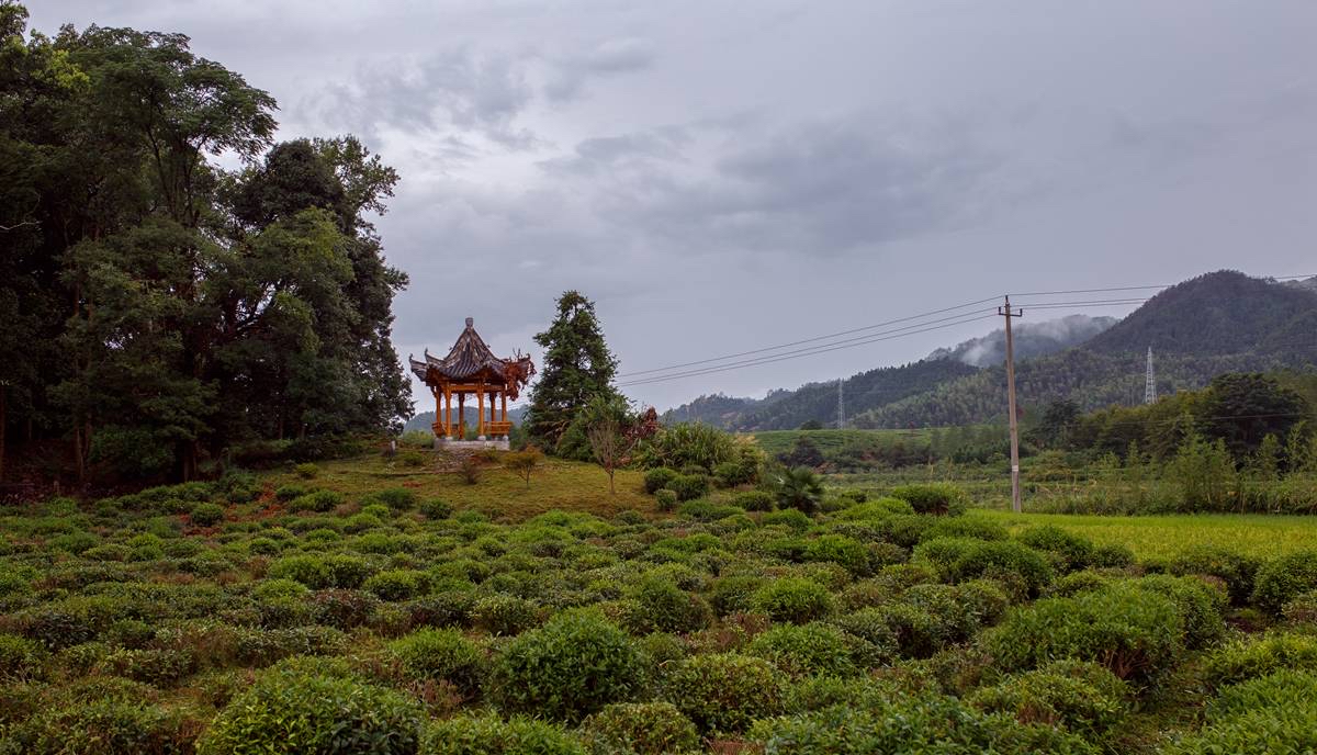 陸桐說茶：世界四大紅茶詳解，簡單易懂的「茶文化」星空体育官网入口网站