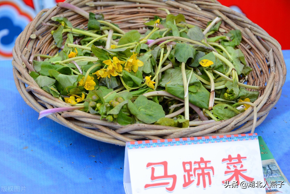 春天挖野菜，送你70种野菜图片大全，教你认识不同的野菜和吃法