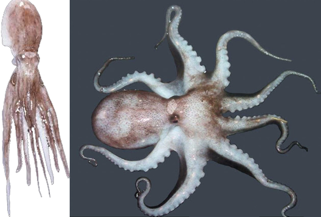 短蛸/amphioctopus fangsiao(旧名octopus ocellatus),北方俗称八带鱼