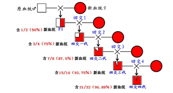 動(dòng)物回交是怎么回事，有風(fēng)險(xiǎn)嗎？為什么人類(lèi)要讓動(dòng)物回交？