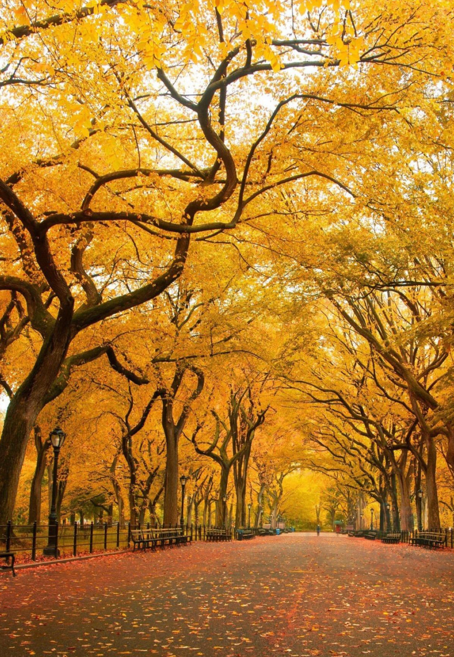 刘禹锡笔下的秋天，每一句都那么惊艳，美得令人心醉-第27张图片-诗句网