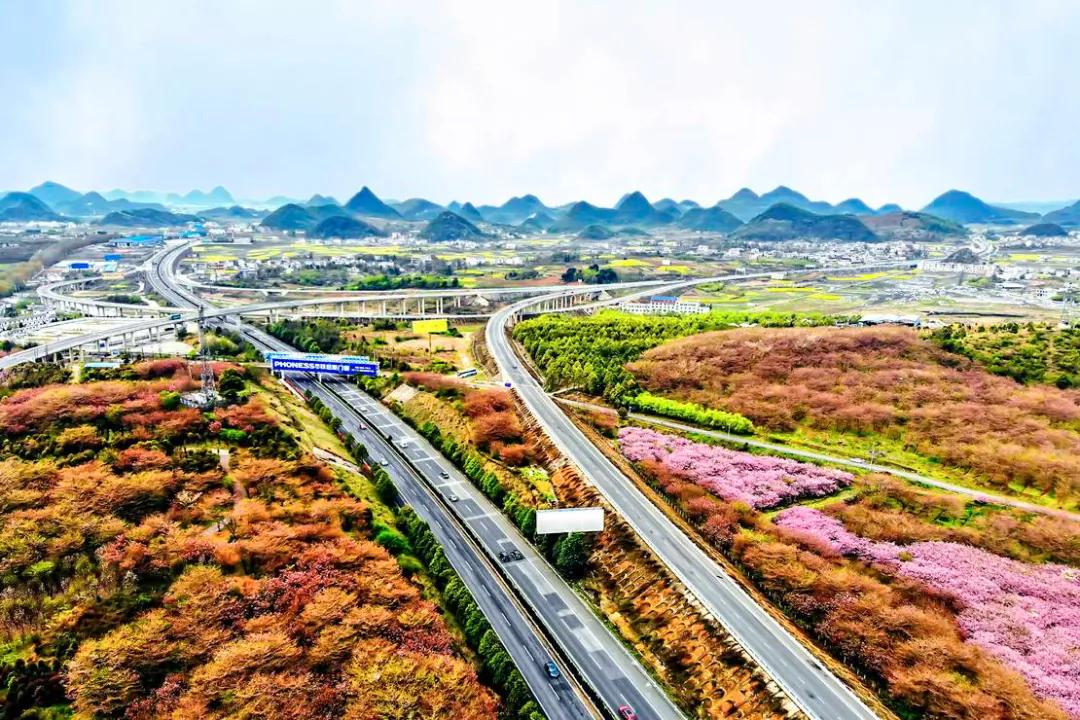 春日“花痴”指南：不输日本的贵州樱花园，下个月即将花开成海