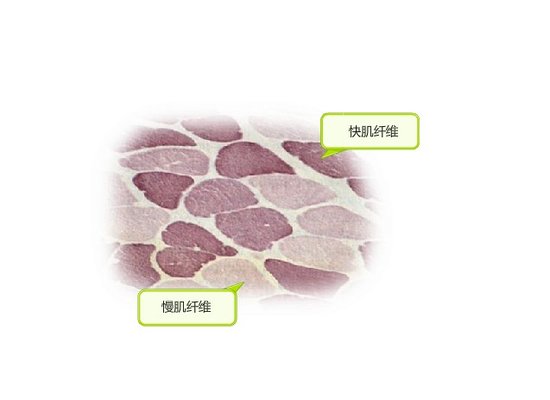 苏炳添百米决赛创历史，对手是否是“战略性抢跑”成疑？