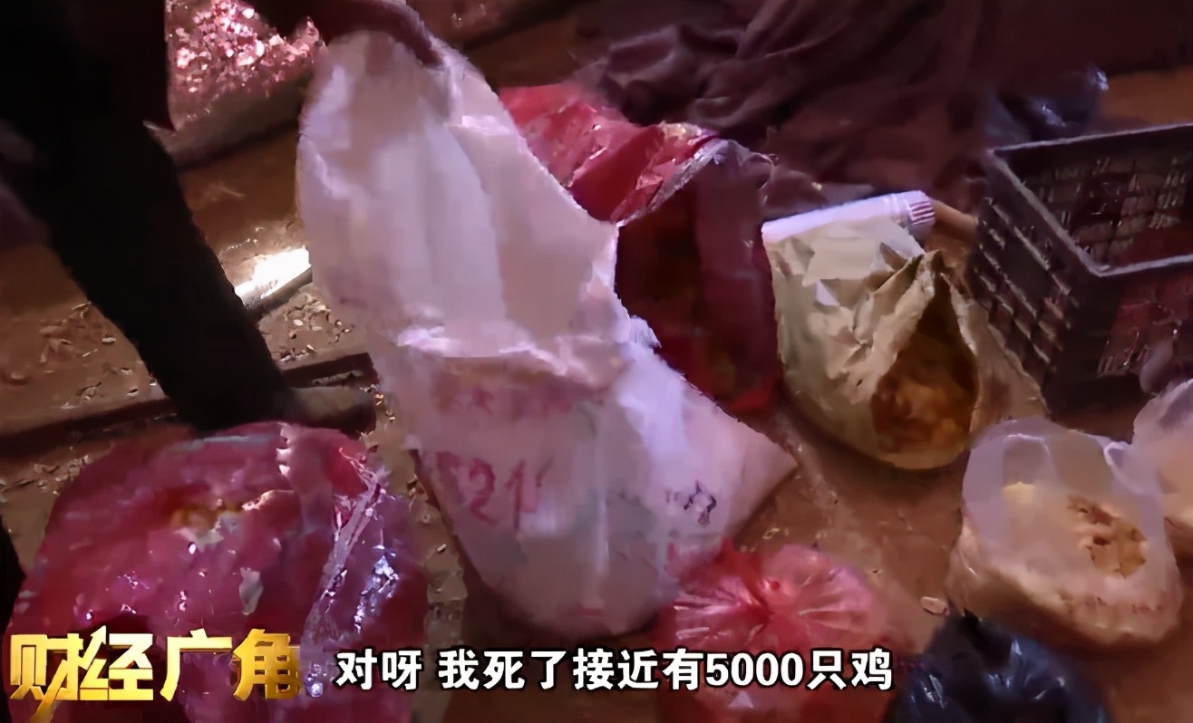 真心疼！养殖场5天死了5000只鸡