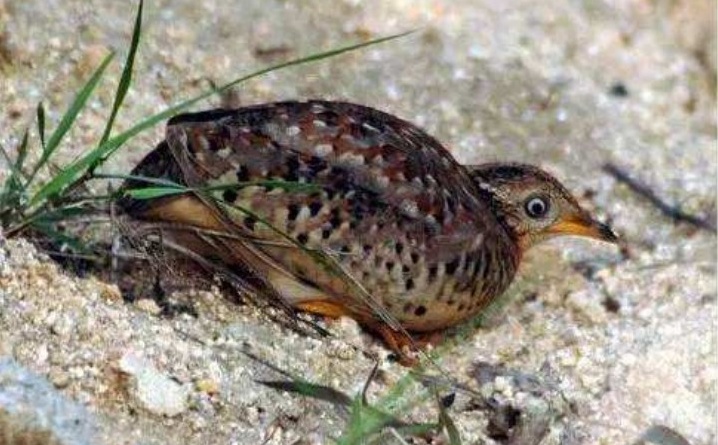 乡间的“老牛哞 ”，叫声如牛哞，被误认为是“