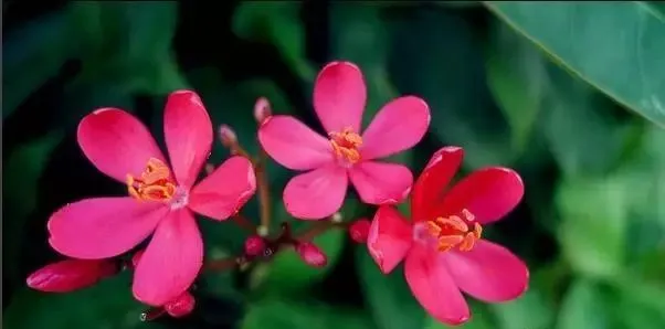 160種· 奇花異草,絕對有你沒見過的! 「下部分」