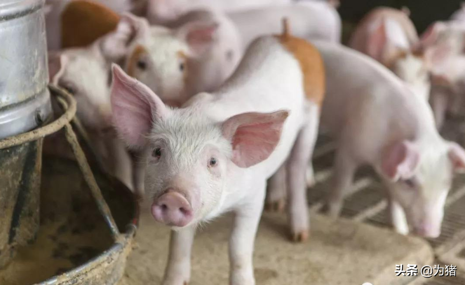养猪过程中出现的各种应激，应该如何应对？