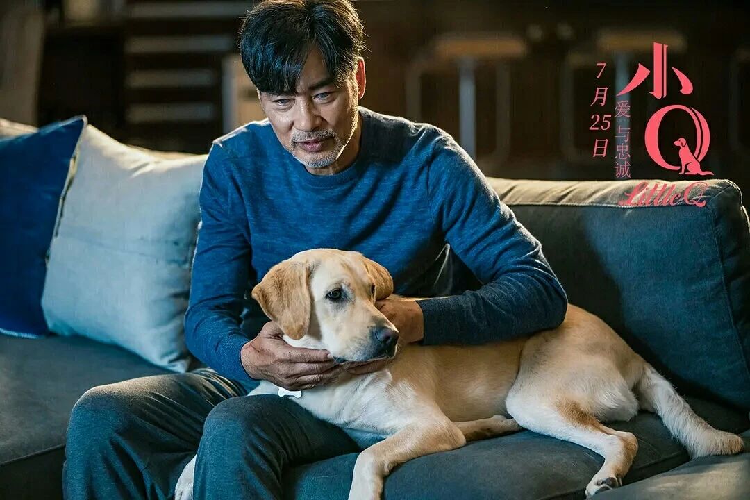 Touch 300 million people guide blind dog small Q, explain responsibility and faithful essence