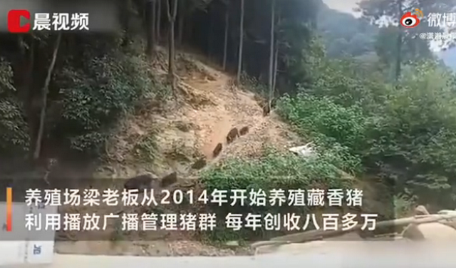 数千头猪听到音乐后回家吃饭，生态健康将成养猪潮流