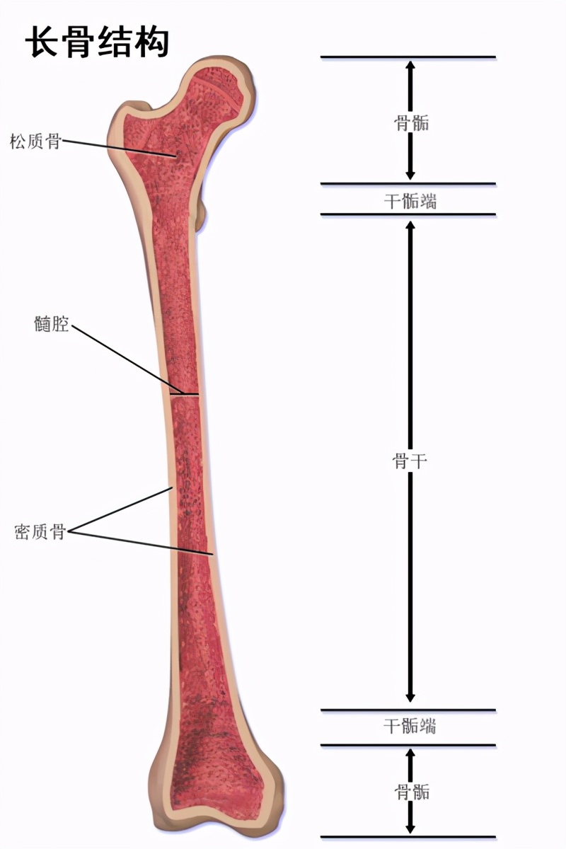 為了長高，孩子用藥暫停發育，增高藥的健康代價可能超出父母想像