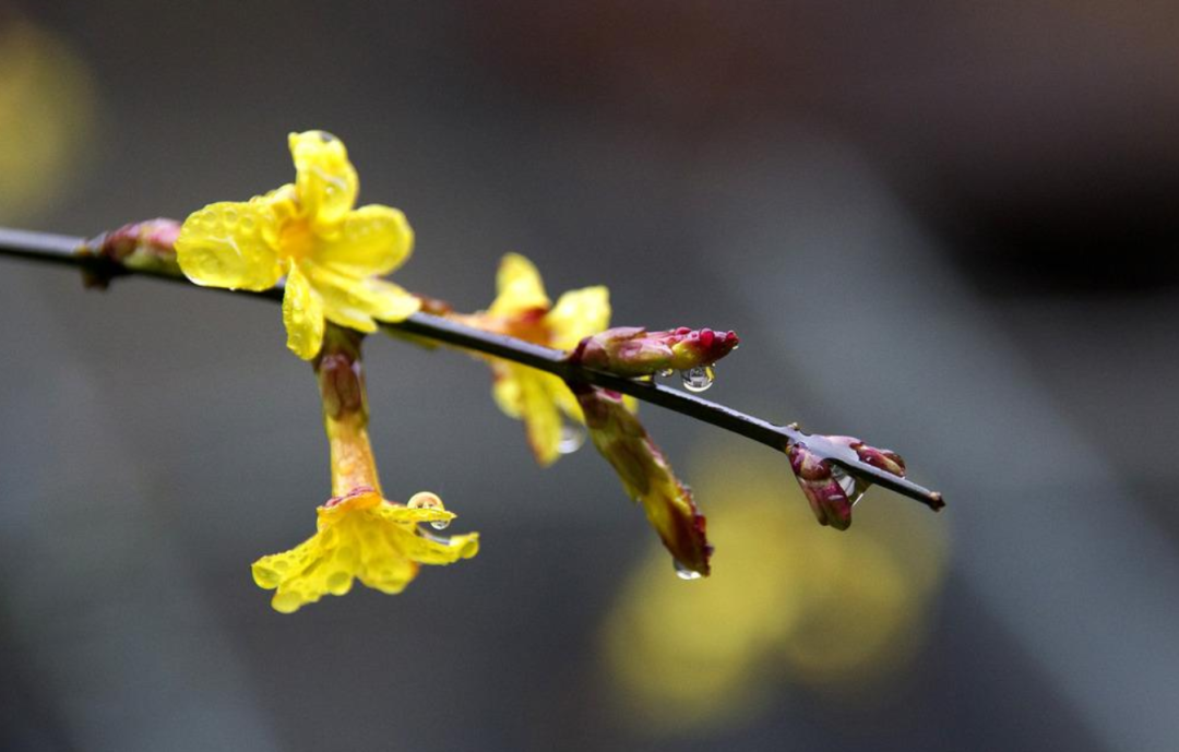 「诗词鉴赏」未腊迎春早放花，十首迎春花的诗词，傲寒迎春-第3张图片-非凡网