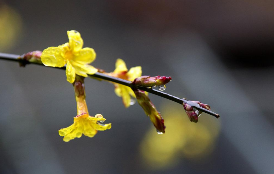 「诗词鉴赏」未腊迎春早放花，十首迎春花的诗词，傲寒迎春-第3张图片-诗句网