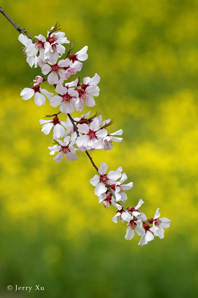 Jerry带团的野去林芝桃花节第四团凯旋，大片连连