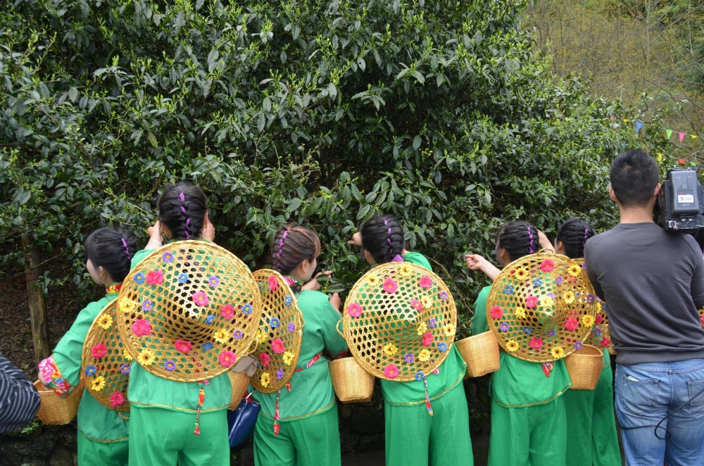 Tea garden " contract " go out, I raise you! 