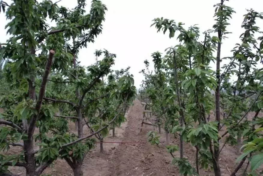 园林植物栽植养护十八问（实用技术要点）