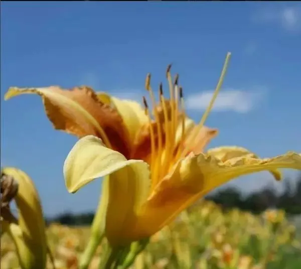 160種· 奇花異草,絕對有你沒見過的! 「下部分」