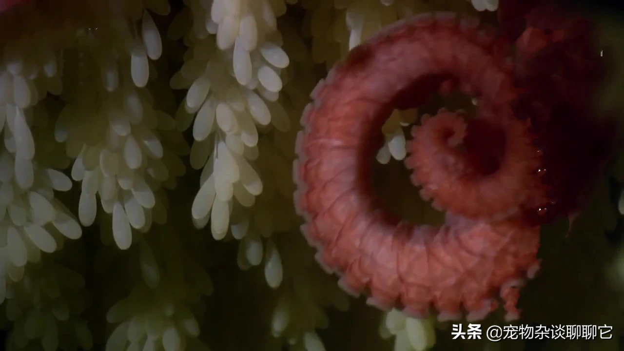 巨型章鱼产卵10万枚，精心呵护，六个月不进食