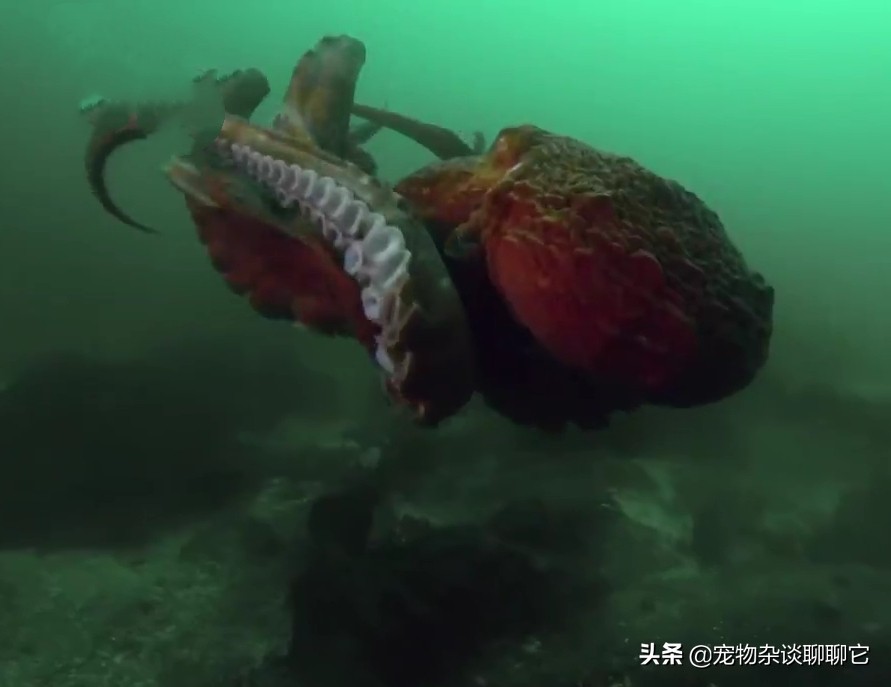 巨型章鱼产卵10万枚，精心呵护，六个月不进食
