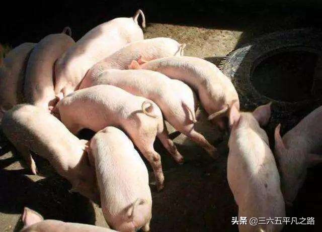 肉价上涨，消费量提升，供需两极分化，未来几