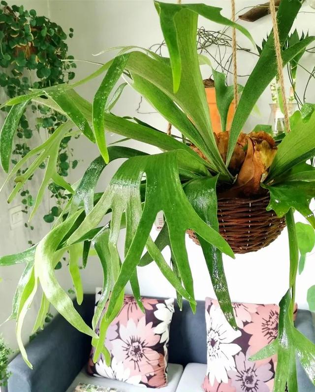 6 shadetolerant flowers that grow well indoors, afraid of seeing