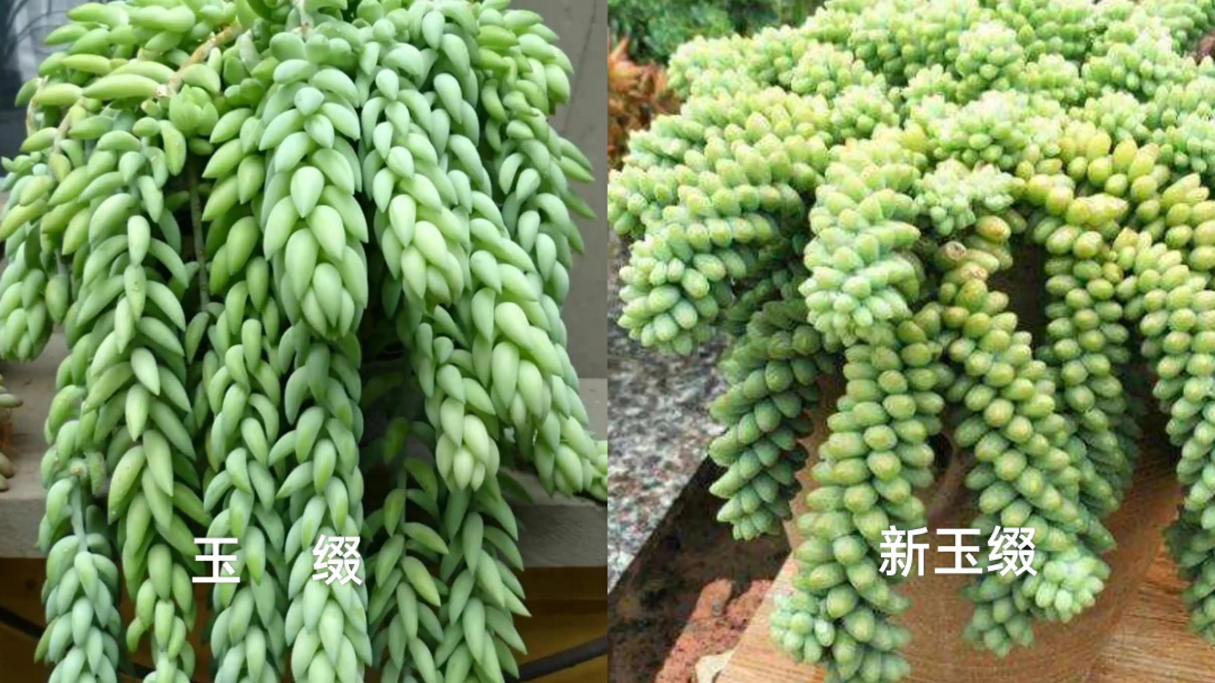 The succulent new jade is decorated with green leaves like jade, and it looks like a string of