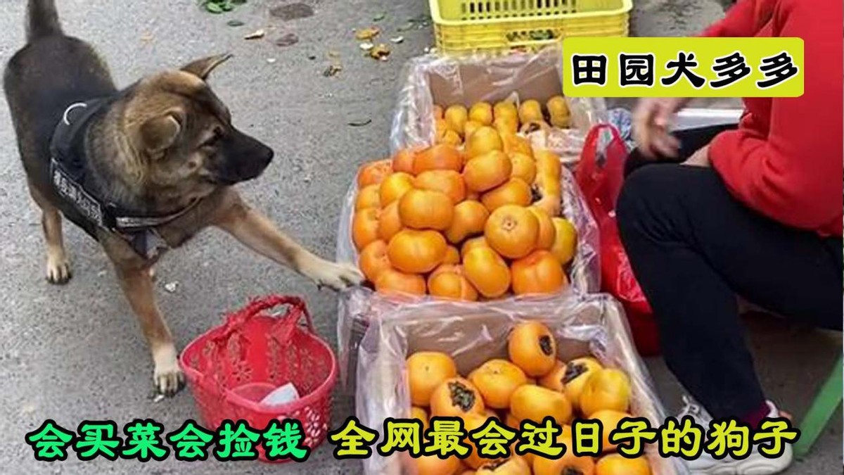 这只田园犬能自己上街买菜 还会捡钱 偷 菜 超高智商菜农都怕 资讯咖