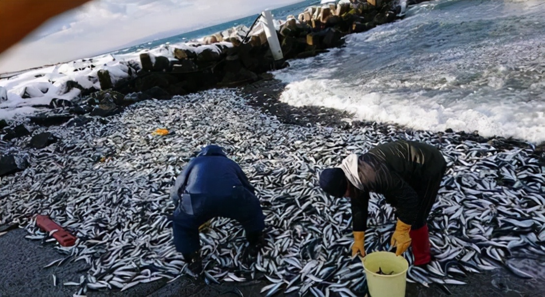 日本近海又出现大量死鱼 密密麻麻浮在海面上 为什么会这样 Mp头条