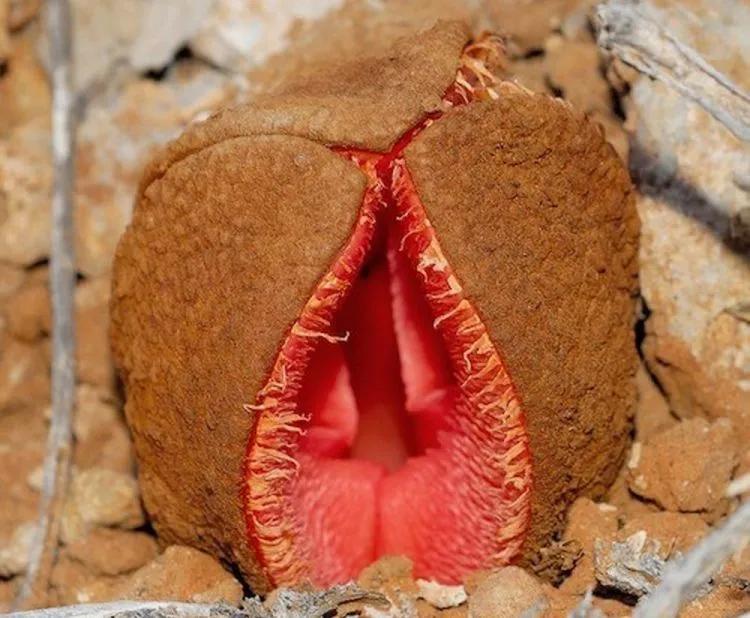 Top 10 smelliest plants in the world iNEWS